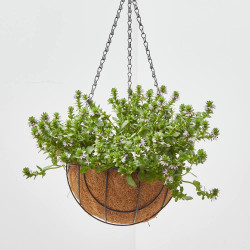 SCAEVOLA COLGANTE MACETA 17CM