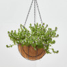SCAEVOLA COLGANTE MACETA 17CM