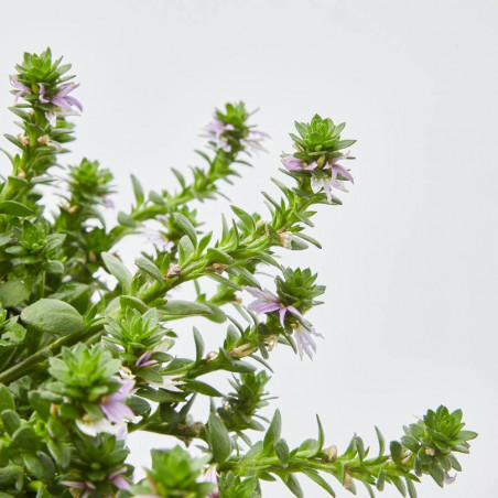 SCAEVOLA COLGANTE MACETA 17CM