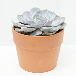 ECHEVERIA MACETA 17CM