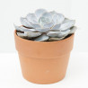 ECHEVERIA MACETA 17CM