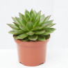 ECHEVERIA MACETA 17CM