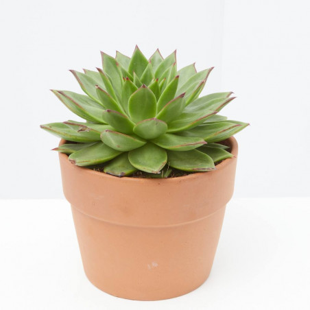 ECHEVERIA MACETA 17CM