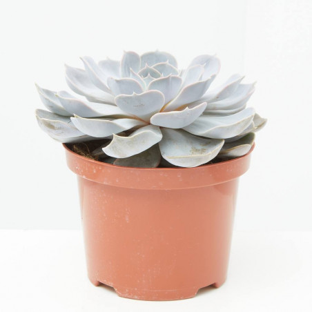 ECHEVERIA MACETA 17CM