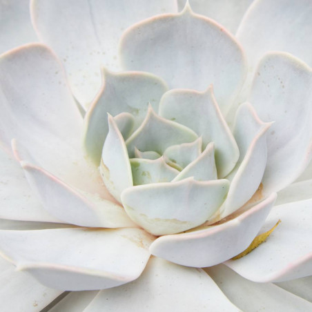 ECHEVERIA MACETA 17CM