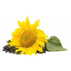GIRASOL  MACETA 11CM