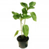 GIRASOL  MACETA 11CM