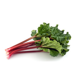 RUIBARBO  MACETA 11 CM