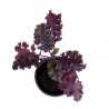 COL KALE MORADA MACETA 11CM