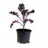 COL KALE MORADA MACETA 11CM