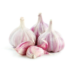 AJO MORADO MACETA 11CM