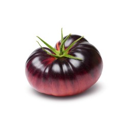 TOMATE AZUL MACETA 11CM