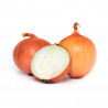 CEBOLLA AMARILLA 50 PLANTAS