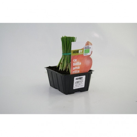 CEBOLLA AMARILLA 50 PLANTAS
