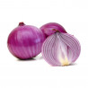 CEBOLLA MORADA 50 PLANTAS
