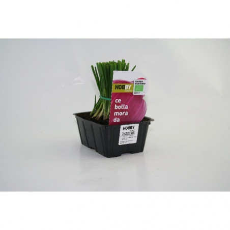 CEBOLLA MORADA 50 PLANTAS