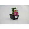 CEBOLLA MORADA 50 PLANTAS
