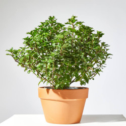 ACEBO LITTLE RASCAL MACETA 15CM