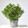 ACEBO LITTLE RASCAL MACETA 15CM