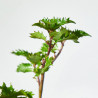 ACEBO LITTLE RASCAL MACETA 15CM