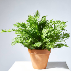 HELECHO EXTERIOR MACETA 15CM