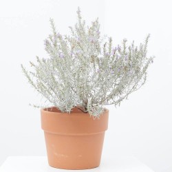 EREMOPHILA NIVEA MACETA 15CM