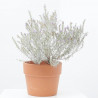 EREMOPHILA NIVEA MACETA 15CM