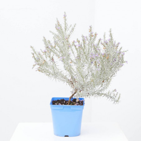 EREMOPHILA NIVEA MACETA 15CM