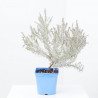 EREMOPHILA NIVEA MACETA 15CM