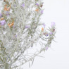 EREMOPHILA NIVEA MACETA 15CM