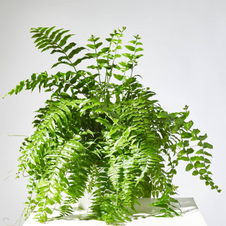 HELECHO MACHO MACETA 15CM