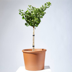 GINKGO BILOBA MARIKEN MINI ARBOLITO MACETA 22CM