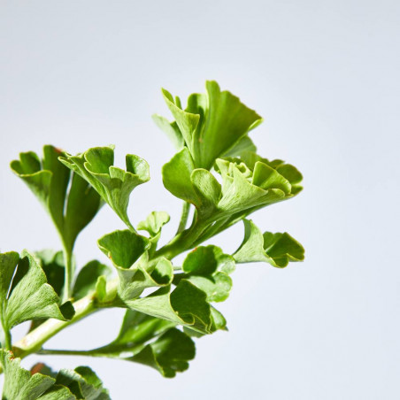 GINKGO BILOBA MARIKEN MINI ARBOLITO MACETA 22CM