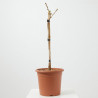 GINKGO BILOBA MARIKEN MINI ARBOLITO MACETA 22CM