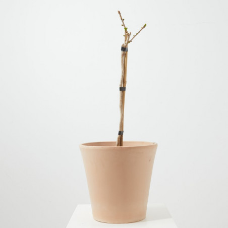 GINKGO BILOBA MARIKEN MINI ARBOLITO MACETA 22CM