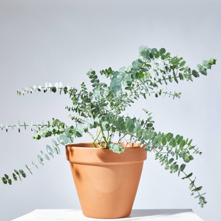 EUCALYPTUS GUNNI MACETA 17CM
