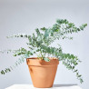 EUCALYPTUS GUNNI MACETA 17CM