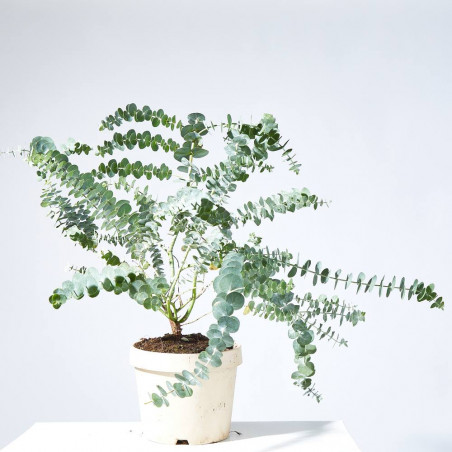 EUCALYPTUS GUNNI MACETA 17CM