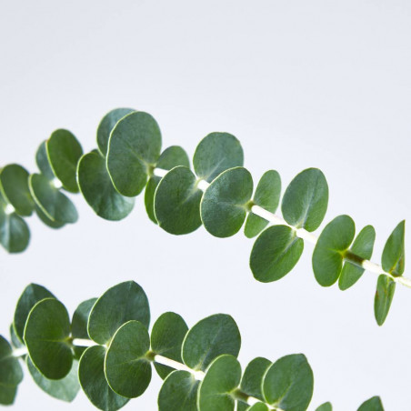 EUCALYPTUS GUNNI MACETA 17CM