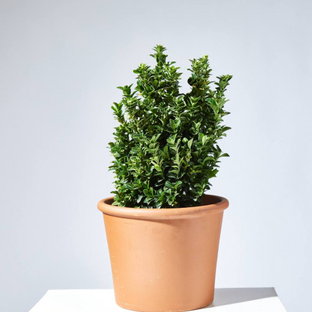 EVONIMUS PALOMA BLANCA MACETA 20CM