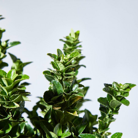 EVONIMUS PALOMA BLANCA MACETA 20CM