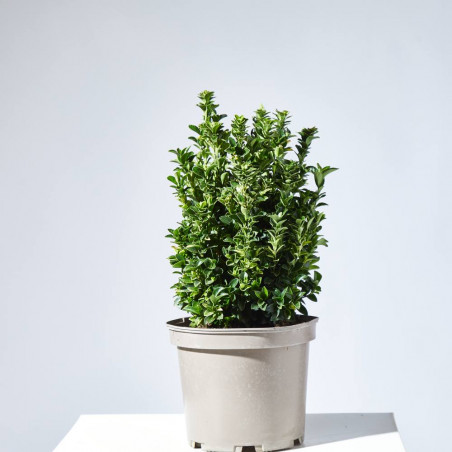 EVONIMUS PALOMA BLANCA MACETA 20CM