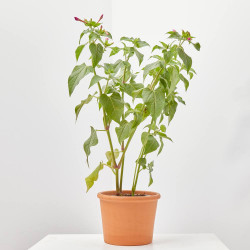 DON DIEGO DE NOCHE MACETA 13CM