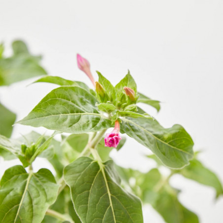 DON DIEGO DE NOCHE MACETA 13CM