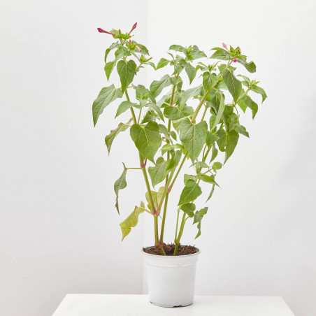 DON DIEGO DE NOCHE MACETA 13CM