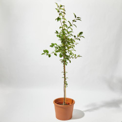 MANZANO ORNAMENTAL MACETA 24CM