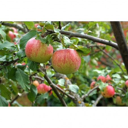 MANZANO ORNAMENTAL MACETA 24CM