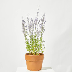 SALVIA RUSA MACETA 15CM