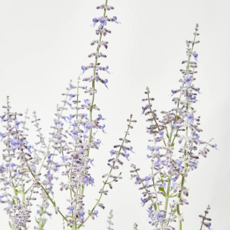 SALVIA RUSA MACETA 15CM