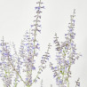 SALVIA RUSA MACETA 15CM